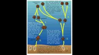 Life Cycle of the Dinoflagellates [upl. by Azal208]