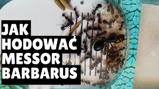 JAK HODOWAĆ MRÓWKI MESSOR BARBARUS MrówkiPoradnik [upl. by Ecyor132]