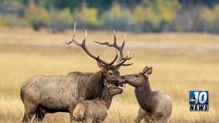 DNR on the hunt for elk poaching information [upl. by Enajyram752]