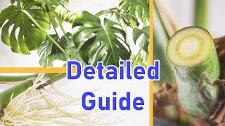 How To Propagate MONSTERA DELICIOSA 2 EASY Ways DETAILED [upl. by Nrevel]