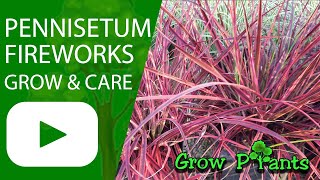 Pennisetum fireworks  grow amp care Fountain grass [upl. by Mikael]