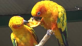 Le goûter des Conures Soleil  Zoo dUpie Drôme France [upl. by Shugart676]