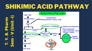 Shikimic acid Pathway Pharmacognosy [upl. by Ressler]