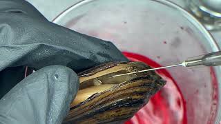 Glochidia extraction from a freshwater mussel [upl. by Irisa]