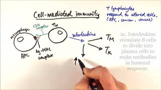 AS Biology  Cellmediated immunity OCR A Chapter 126 [upl. by Daryle]