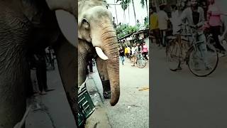 Elephant helping vehicle😱🦣share elephant SVLOGS01🏳️ [upl. by Sylvia69]