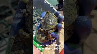 Green crab molting moleche [upl. by Oehsen55]