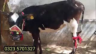 friesian heifers  hf heifers for sale in Punjab  apna village farming tv [upl. by Amoakuh898]