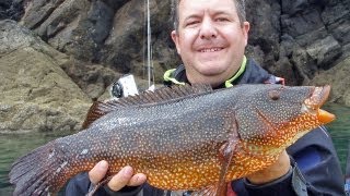 Monster Wrasse caught lure fishing from the kayak [upl. by Ahsan]