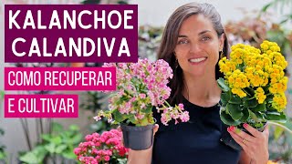 KALANCHOE e CALANDIVA  como RECUPERAR e CULTIVAR [upl. by Umberto]