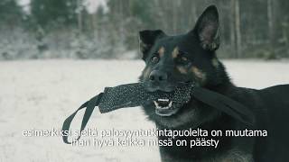 Vuoden Poliisikoira 2017 [upl. by Zul]