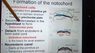 Mesoderm amp Formation of the notochord amp Cloacal membrane amp Allantois [upl. by Davidoff]