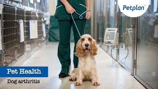 Petplan Common Illnesses  Dog Arthritis [upl. by Winikka]