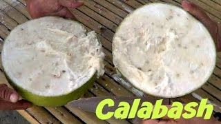 Calabash Fruit Review  Weird Fruit Explorer in the Philippines  Ep 90 [upl. by Llennoc]