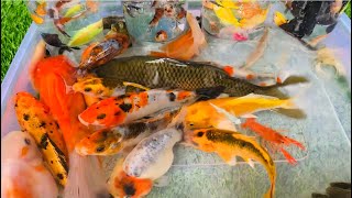 Unboxing Koi Goldfish Betta Glofish Lobster Turtle Pleco Snail Carp Fish Angelfish Guppy Guppies [upl. by Eniamaj]