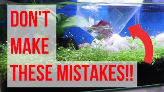 How to Acclimate Betta Fish Do THIS to Avoid Sick Fishes [upl. by Ennoryt494]