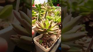 Succulent plant succulents plants cactus propagation homegarden care tips [upl. by Mellicent72]