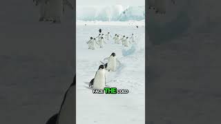 Penguins Take Majestic Stroll on Frozen Ice in Antarcticaanimals penguinantarctica [upl. by Israeli75]