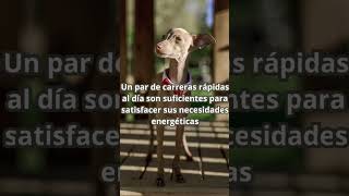 Qué cuidados deben tener los galgos youtubeshorts dog galgo doglover pets pet petlover dogs [upl. by Egdirdle]