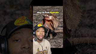 Of Course  The Frilled Lizard is from Australia [upl. by Dinnie]