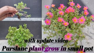 Purslane plant grow and care tips in small pot  Purslane plant [upl. by Kerry]