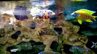 African Cichlid Battle For Tank BOSS [upl. by Aikas314]