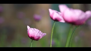 Sony E 55210mm OSS  Cinematic Test Film [upl. by Richey320]