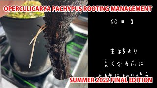 OPERCULICARYA PACHYPUS ROOTING MANAGEMENT SUMMER 2022 FINAL EDITION [upl. by Paymar]