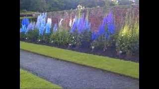 Temple Newsam Leeds National Collection of Delphiniums 2012 [upl. by Burman]