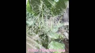 Autumn Plant Care I Indoor Plant Storage I Moving House I plantsIndoor Plant Safety [upl. by Gilges]