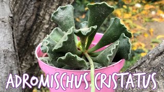 ADROMISCHUS CRISTATUS 🐸 [upl. by Marijn]