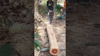 스틸 전기톱 Chainsaw STIHL Sawing Dipterocarpus Alatus Tree shorts 3141 [upl. by Tebazile]