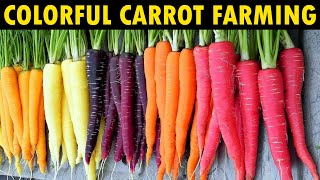 Growing different Color Carrots  Carrot Farming [upl. by Shaefer749]