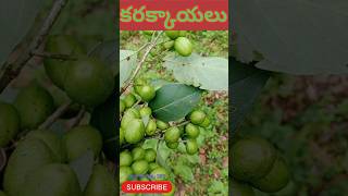 కరక్కాయMyrobalanyt shortvideosvlog comedy viralshortyoutubeshorts villagelifegopiforyou363 [upl. by Eliezer]