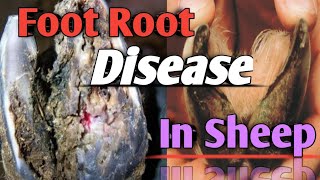 FOOT ROT disease in case Sheep full treatment k liye discription check kre🙏 [upl. by Gibrian]