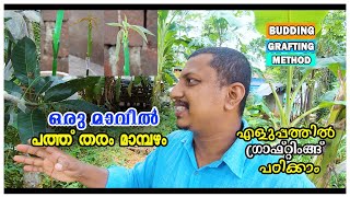 Budding Malayalam  ഗ്രാഫ്റ്റിങ്  ബഡിങ്  Grafting Malayalam  layering Malayalam  ലയറിങ്‌ [upl. by Nerual692]