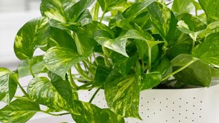 PlantCare 101 Epipremnum ‘Aureum’  Pothos [upl. by Latsryc]