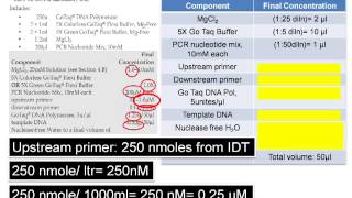 Assemble PCR Assay The DNA Lab [upl. by Ehud]