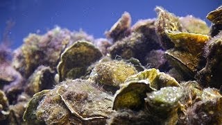 Oysters Timelapse [upl. by Helyn]