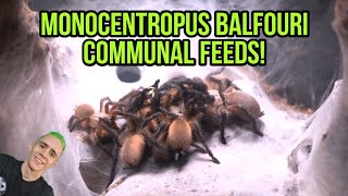 The Monocentropus Balfouri  Communal FEEDS [upl. by Flanigan]