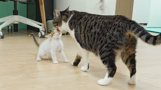 The Big Cat Wants to Take Care Of the Rescued Kitten │ Episode36 [upl. by Emersen]