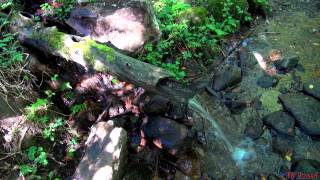 El Boutoun Del Bosc  Le Bouton en Bois  ARTISAN PYRÉNÉES  Ariège  Tv Izard [upl. by Tessa]