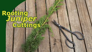 Rooting Juniper Cuttings [upl. by Dareg871]