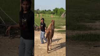 Kali Nagan camel life funny culture desi trending shorts rajasthan marwadi views village [upl. by Whyte]