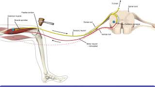 Detailed Animation on Stretch Reflex [upl. by Ralina]