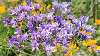 Best plants for insect pollinators Triteleia laxa the Triplet Lily care and cultivation in the UK [upl. by Eldin]