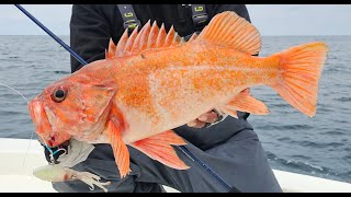 Nonstop Shallow Water Light Tackle Rockfish in California 103 Fish Caught [upl. by Erasme]