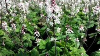 Best Perennials For Shade  Tiarella Spring Symphony Foamflower [upl. by Notlrac]