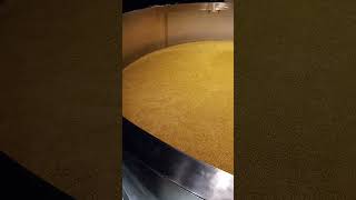 Making Whiskey Early Stage of fermentation process [upl. by Nylorac]