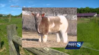 The story behind Iowas famous fluffy cows [upl. by Guillaume]